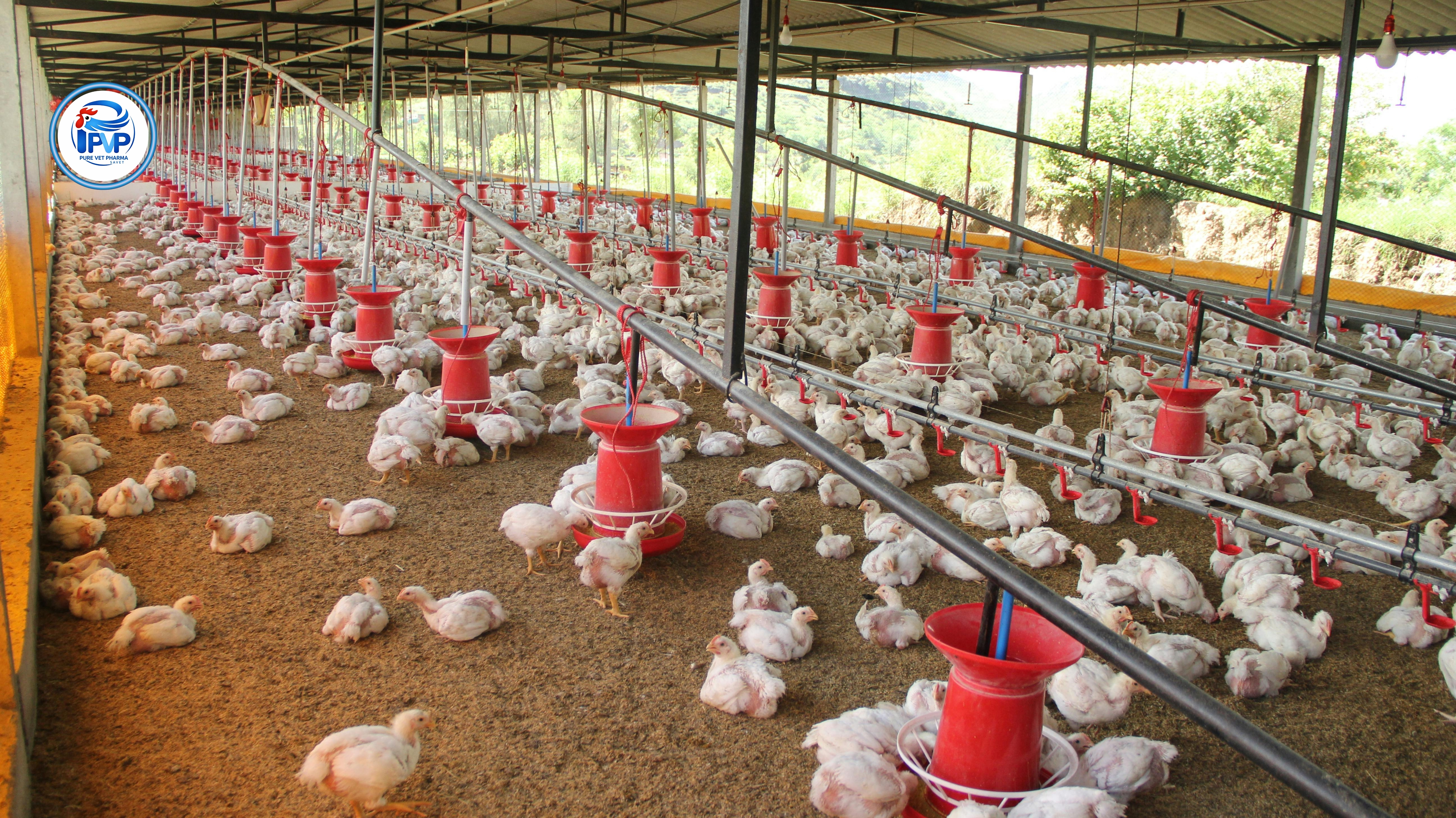 مزرعة دواجن بيور فيت فارما