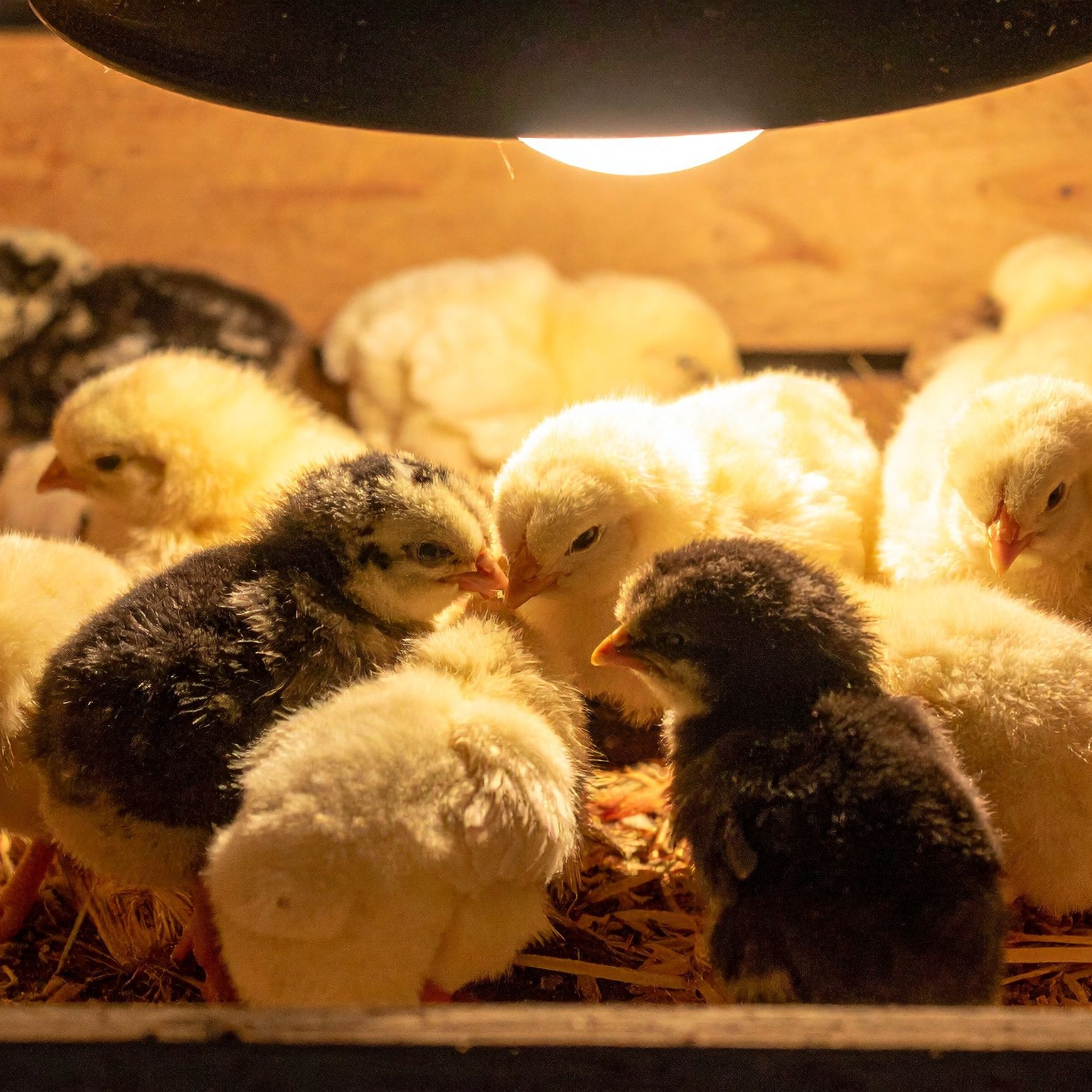 كتاكيت بيور فيت فارما