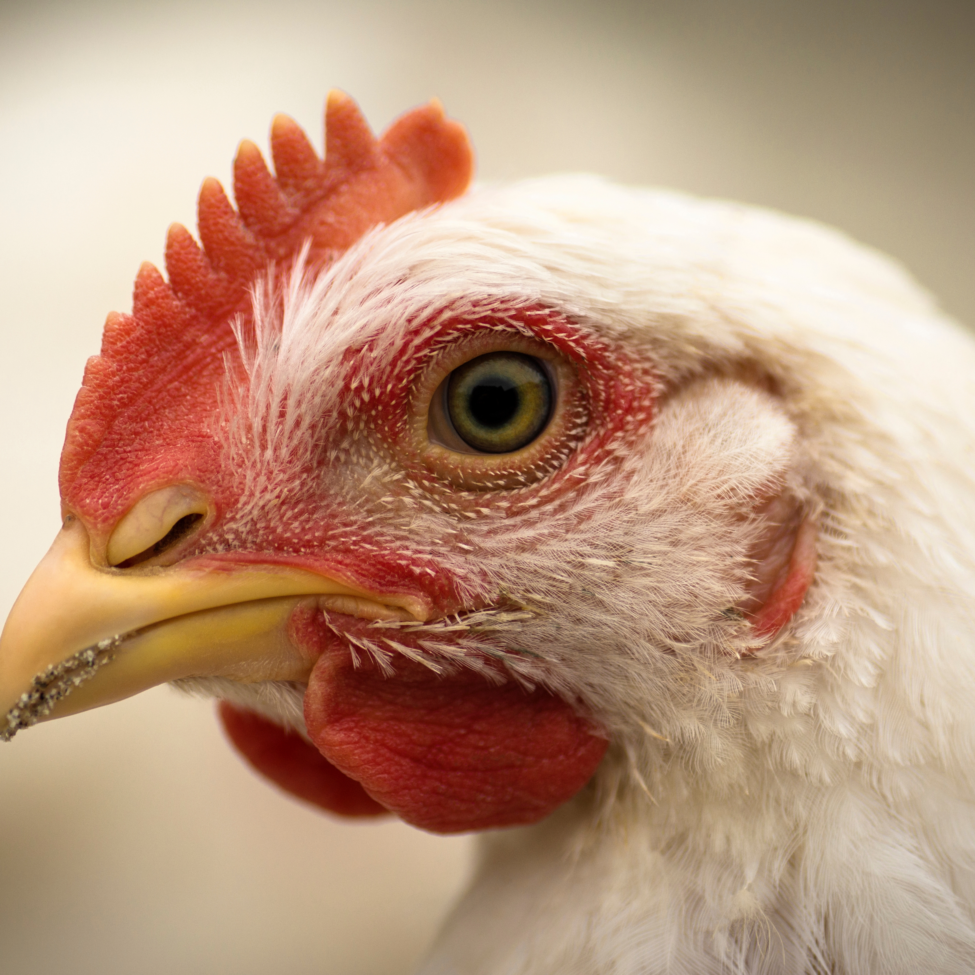 دواجن بيور فيت فارما